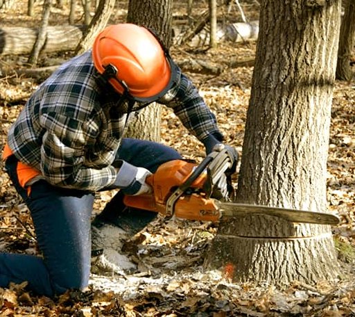 Tree Removal in Maud, OK